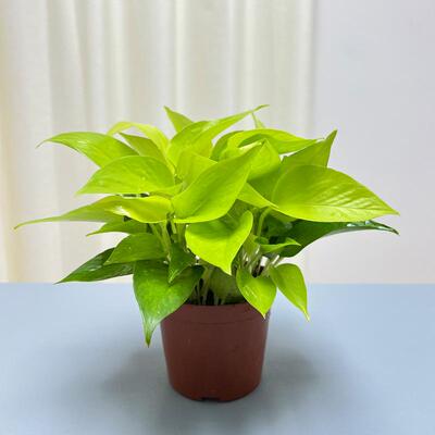 黄金葛绿萝盆栽室内除甲醛