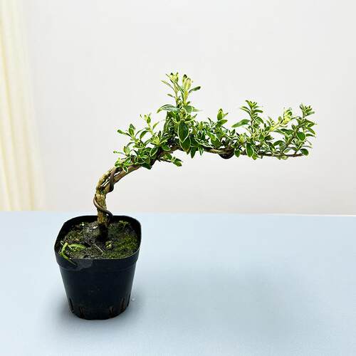 老桩艺术造型植物盆景六月雪桌面迷你禅意中式风绿植四季常青花苗