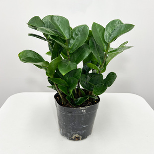 圆叶金钱树盆栽室内客厅办公室桌面净化空气好养小绿植招财树花苗