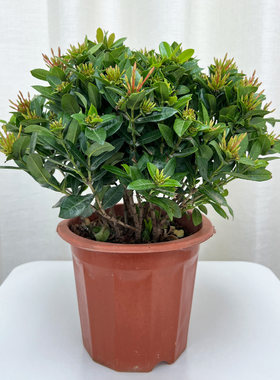 小叶龙船花盆栽室外喜阳耐晒植物