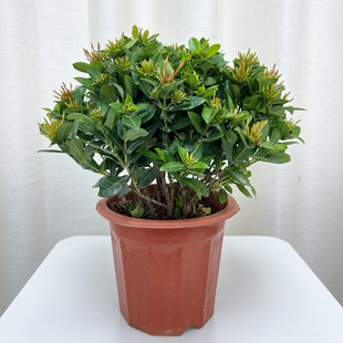 小叶龙船花苗盆栽室外阳台庭院园林绿化植物四季常青喜阳耐热绿植