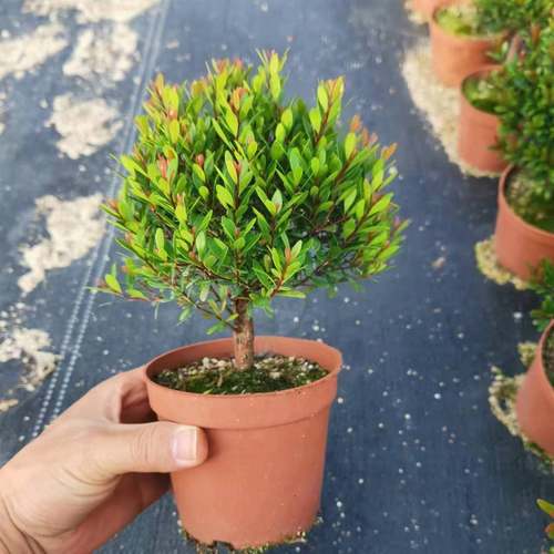 小叶赤楠盆栽室内外微景观造景树