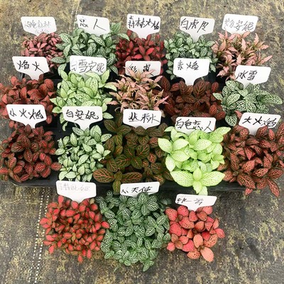 微景观材料网纹草盆栽苗