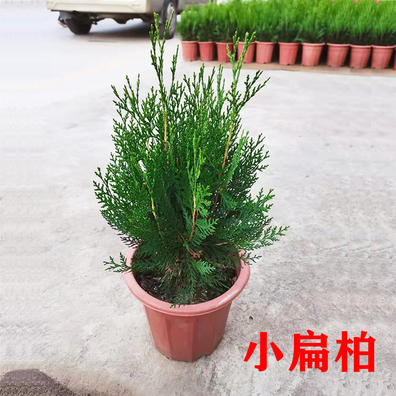 小型侧柏扁柏盆景绿植室内阳台花园庭院绿化易活植物盆栽柏树苗木