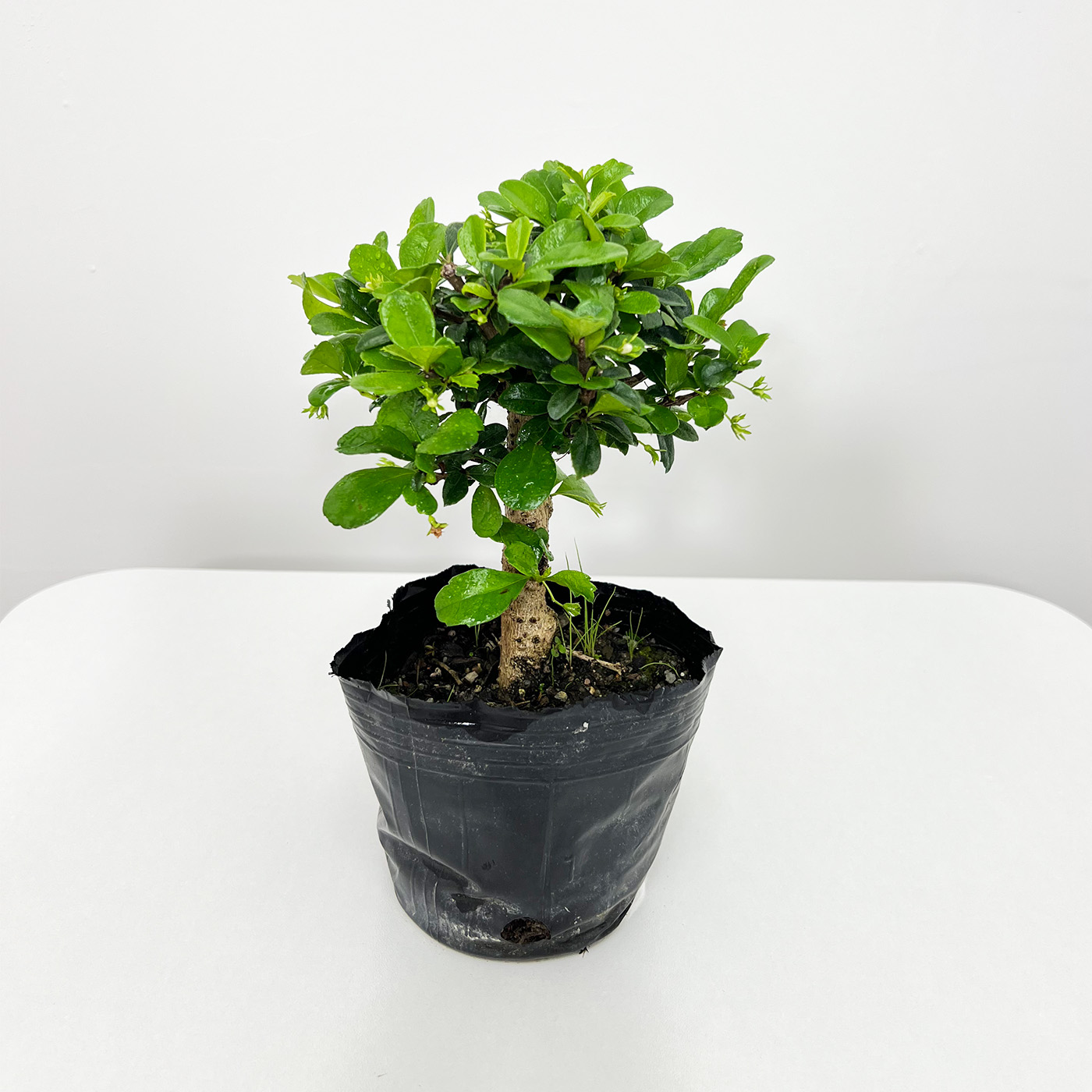 福建茶盆景素材室外好养开花植物