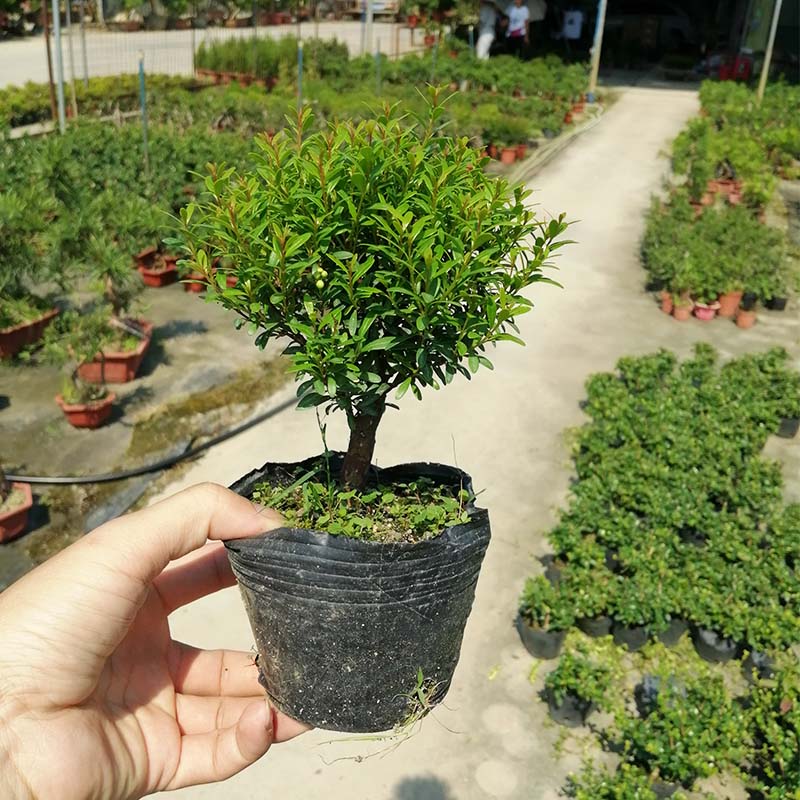 小叶赤楠室内外防辐射净化空气花