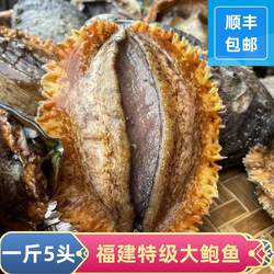 福建东山岛新鲜鲍鱼活冻大鲍鱼特级大鲍鱼鲜活鲍鱼商用5头/斤
