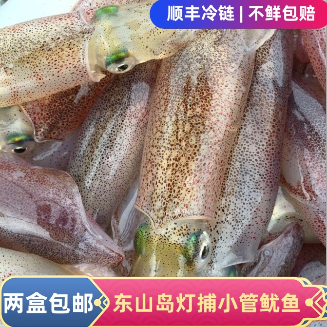 福建东山岛新鲜小管鲜活鱿鱼海兔子活冻灯照小管随机带籽鱿鱼母管