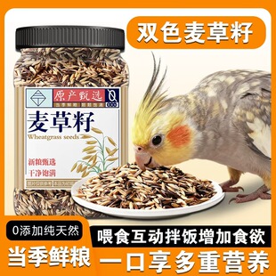 双色麦草籽鹦鹉训练黑金麦白玉麦鸟粮奖励小太阳和尚玄凤零食燕麦
