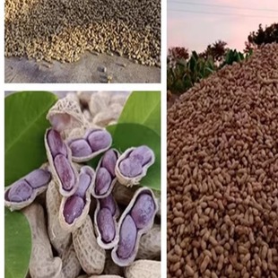 紫衣龙岩连城红衣湖峰小种五香蒜味四粒红湿烤香脆咸干特产花生