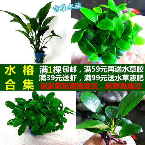 水榕水草中后景阴性活体植物造景