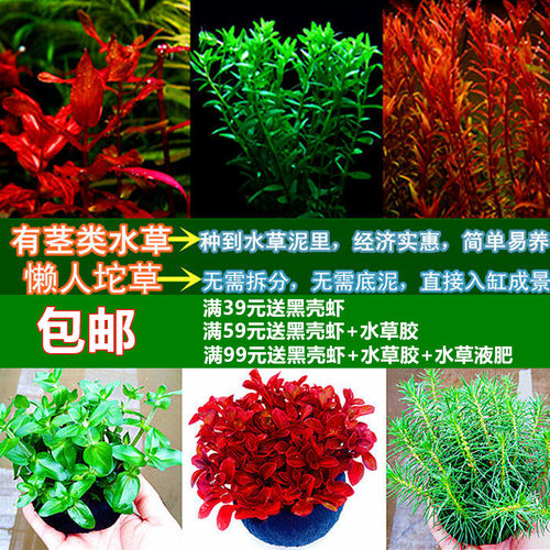 鱼缸水草懒人植物造景阴性活体
