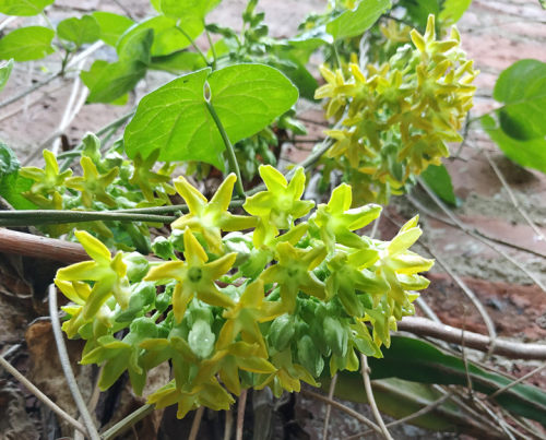 千里香花价格 千里香花图片 星期三