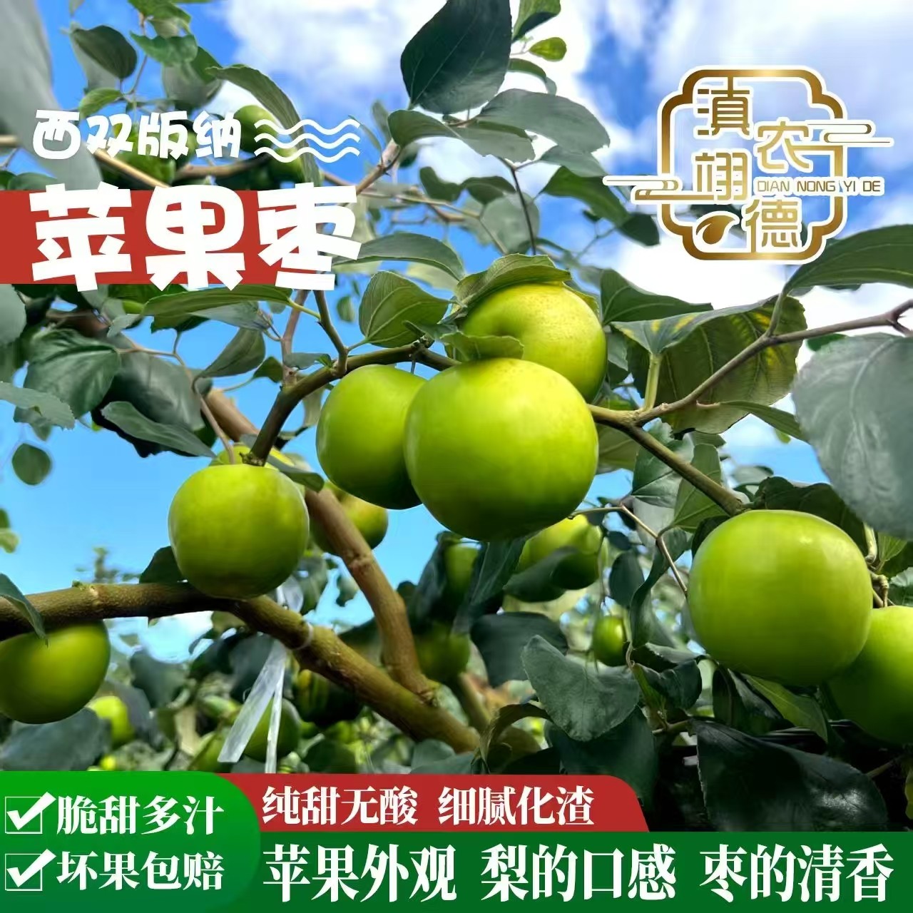 云南西双版纳苹果青枣新鲜采摘产地3-5斤应季水果脆甜多汁非冬枣