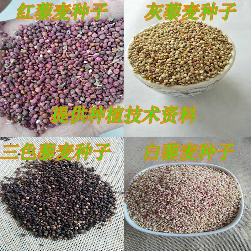 五台山优质高产藜麦种子白藜麦种子黑藜麦种子300g包邮在类目 粮油米面/南北干货/调味品, 米/面粉/杂粮, 其它粮食中 - 来自Buy2taobao.com提供专业的淘宝代购服务