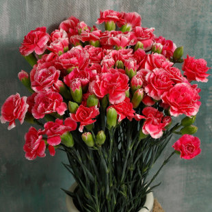 多头康乃馨多丁云南昆明鲜花基地直发速运直供家庭插花