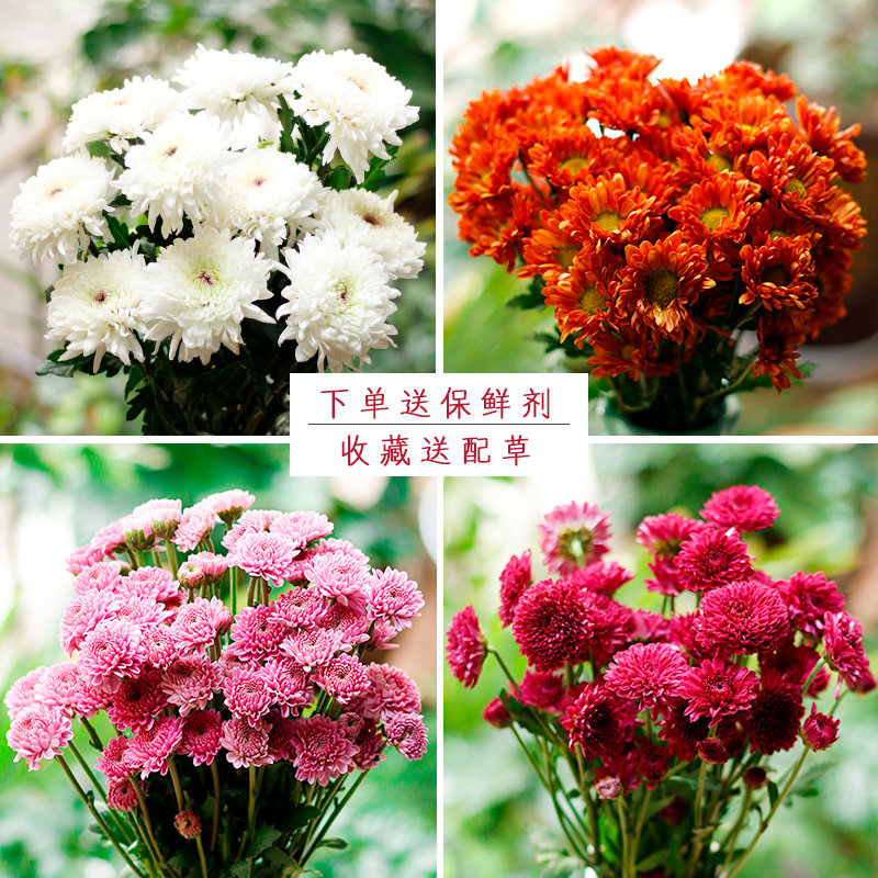 云南基地多色小雏菊鲜花花束室内