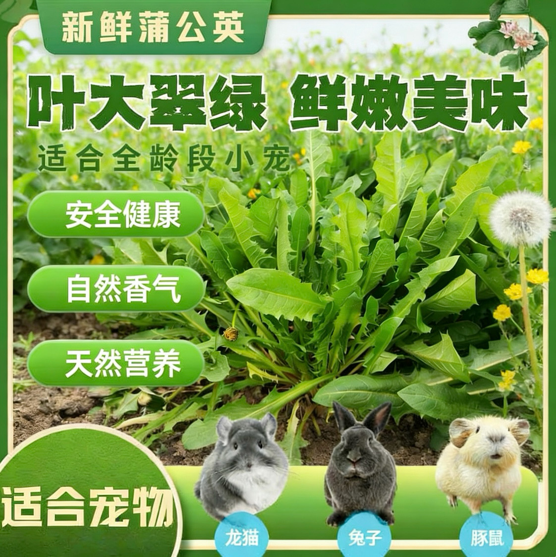 新鲜蒲公英荷兰猪零食去火消炎小宠健康蔬菜抗菌解毒发新鲜婆婆丁,宠物/宠物食品及用品,鼠类零食,淘宝优惠券,粉丝福利购,淘宝优惠卷