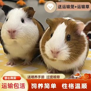 活体荷兰鼠可繁殖豚鼠活物荷兰猪亲人宠物饲养简单 包成活率高 包邮