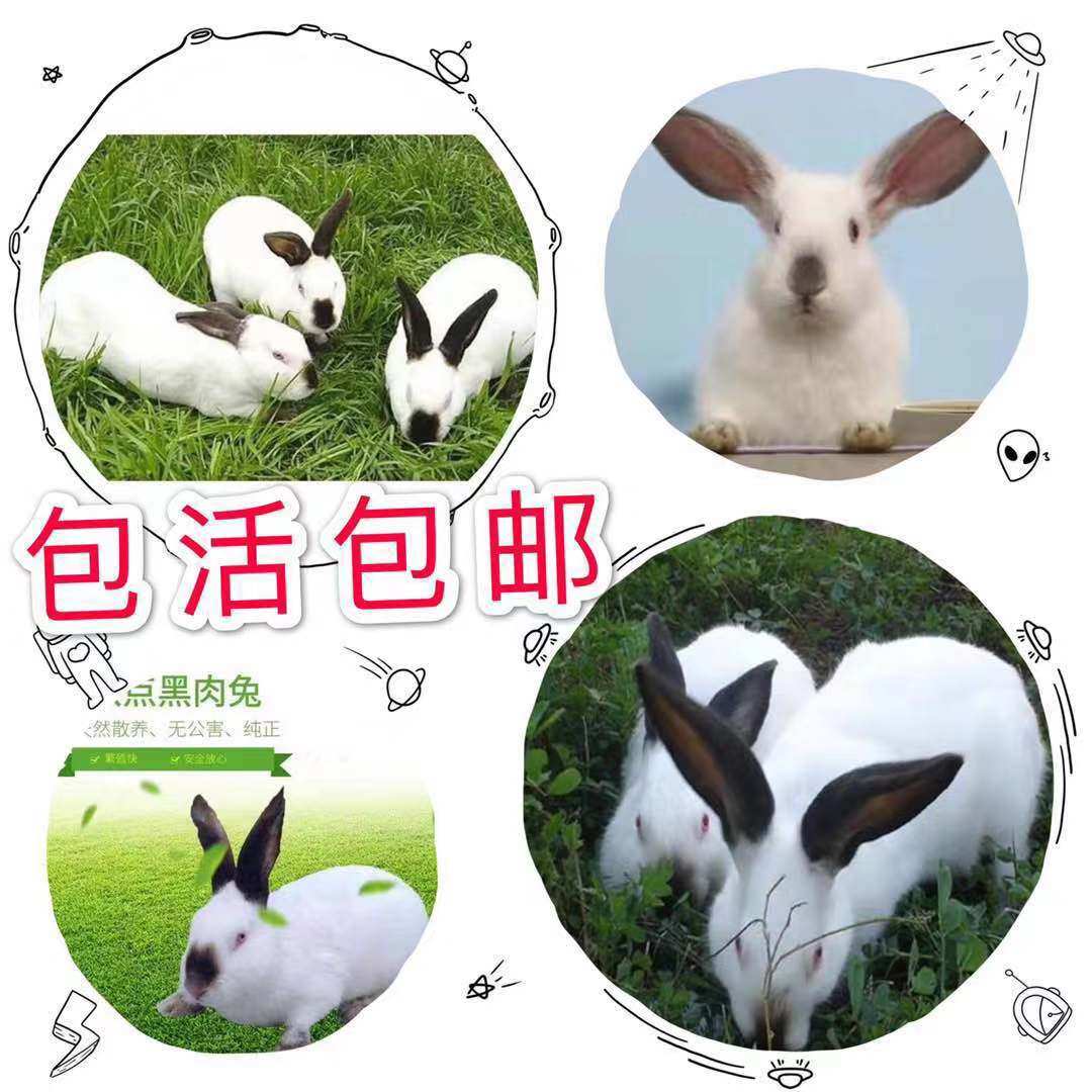 大兔子大型种兔繁殖高纯种新西兰白兔八点黑大兔包活繁殖包邮送药|msdalam kategori haiwan peliharaan/makanan haiwan dan bekalan, Arnab dan bekalan, arnab - dari Buy2taobao.com untuk memberikan perkhidmatan ejen Taobao profesional membeli
