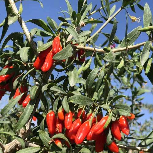 青海红枸杞子个大新鲜正宗西北特产