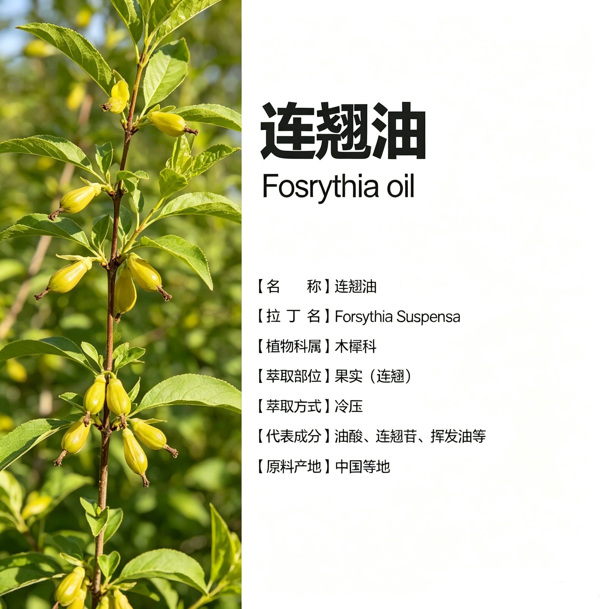 中国产区草本植物油连翘单方纯精油按摩刮痧中药油油痘肌修护抗氧