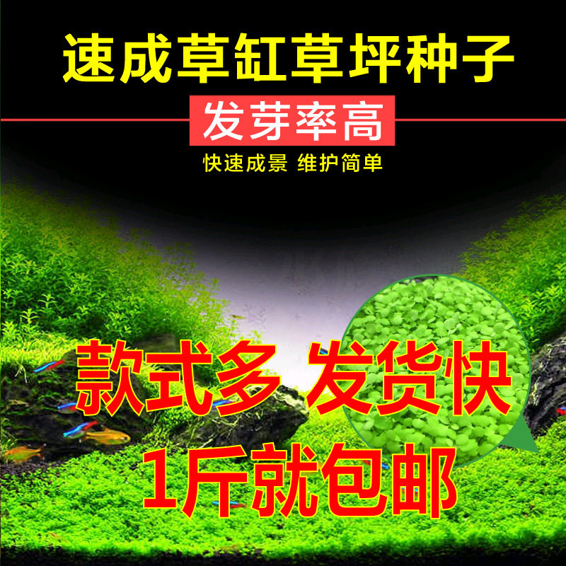 懒人水草种子迷你对叶前景草大叶珍珠种子鱼缸水族箱造景装饰
