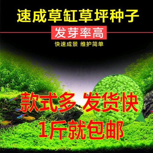 懒人水草种子迷你对叶前景草大叶珍珠种子鱼缸水族箱造景装饰