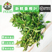 新鲜香柳叶鱼生草广西横县鱼生料辣蓼香料拉沙叻沙叶傣味焖鸭香料