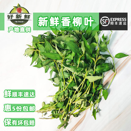 新鲜香柳叶鱼生草广西横县鱼生料辣蓼香料拉沙叻沙叶傣味焖鸭香料