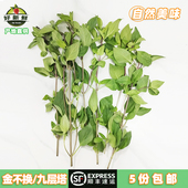 新鲜九层塔食用金不换炒海鲜泰国香料冬阴功食材香料鱼生顺丰速运