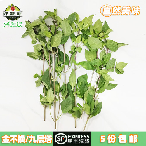 九层塔食用金不换泰国香料炒海鲜
