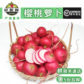 新鲜蔬菜樱桃萝卜小红皮生吃脆甜蘸酱菜水果迷你萝卜轻食沙拉食材