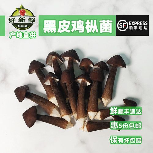 新鲜黑皮鸡枞菌食用菌蘑菇食材料