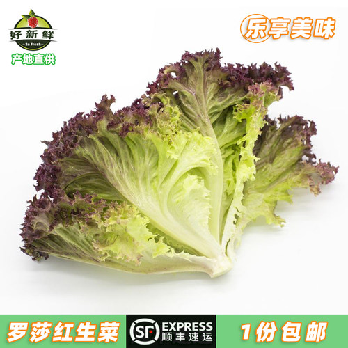 好新鲜罗莎红叶紫叶生菜即食沙拉蔬菜健身西餐凉拌轻食材顺丰包邮