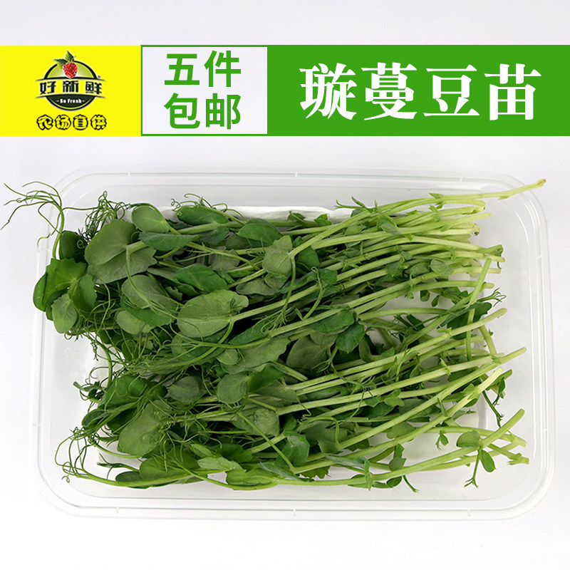 新鲜水培璇蔓豆苗pea shoots西餐摆盘食材摆盘装饰素食沙拉豌豆苗