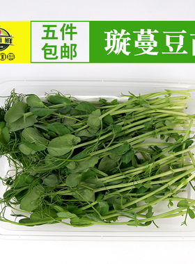 新鲜水培璇蔓豆苗Pea Shoots西餐摆盘食材摆盘装饰素食沙拉豌豆苗