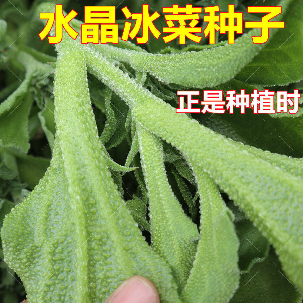 水晶冰菜冰草种子一年四季高产耐寒盆栽阳台都可种植