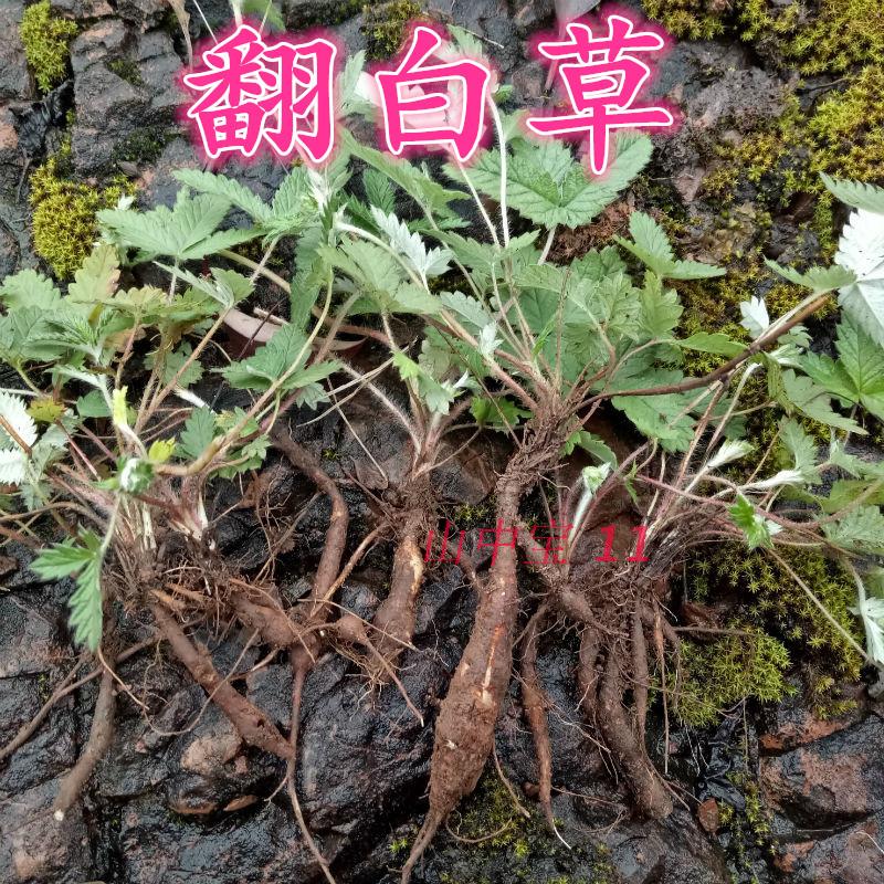 种子种子翻白草种子新鲜种子