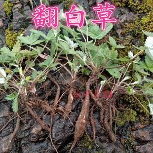 鸡爪参翻白草苗 新鲜 翻白草种子种苗鸡腿根鸡拔腿翻白萎陵菜