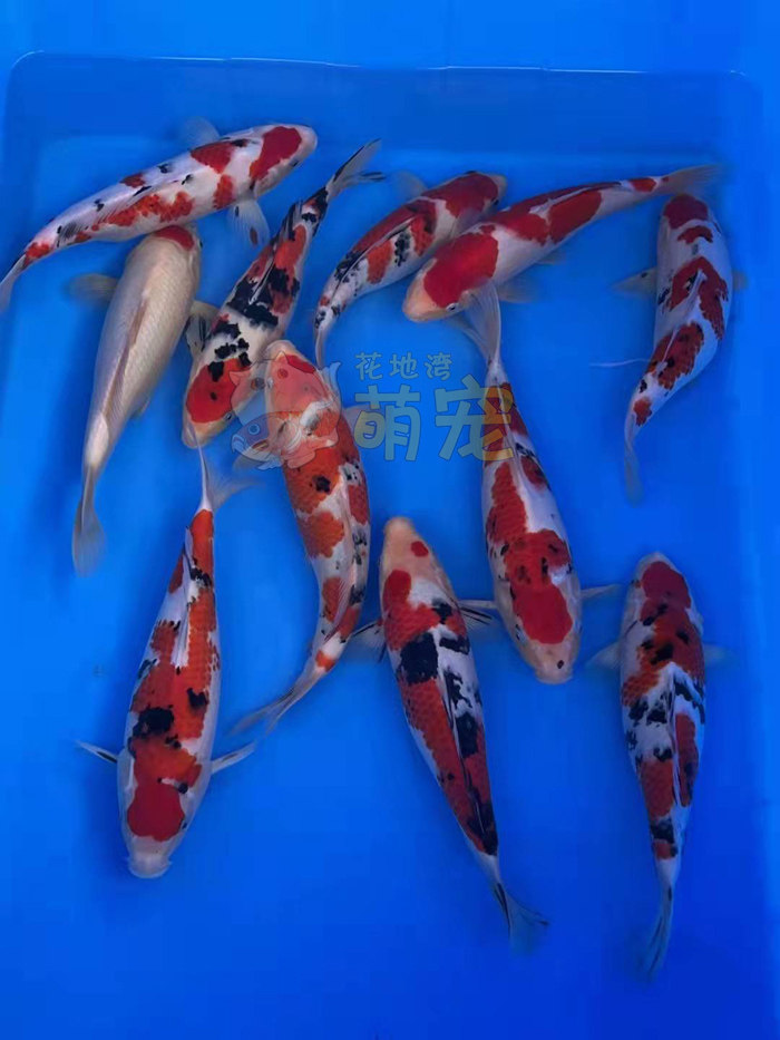 纯种血统锦鲤红白大正昭和丹顶大型观赏鱼精品日本锦鲤活体鱼冷水