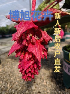 荷兰进口宝莲灯花卉带花苞中国红红色花盆原土四季可开花大红红粉