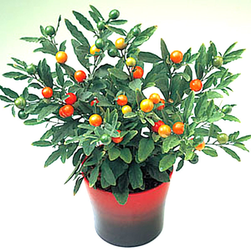 冬珊瑚室内桌面盆栽花卉植物吉庆果看樱桃绿植珊瑚豆小型盆景绿植