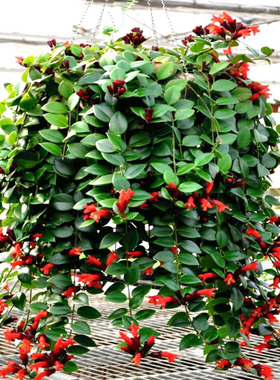口红吊兰盆栽花叶络石金边牡丹绿萝太阳花常青藤垂吊室内花卉盆栽