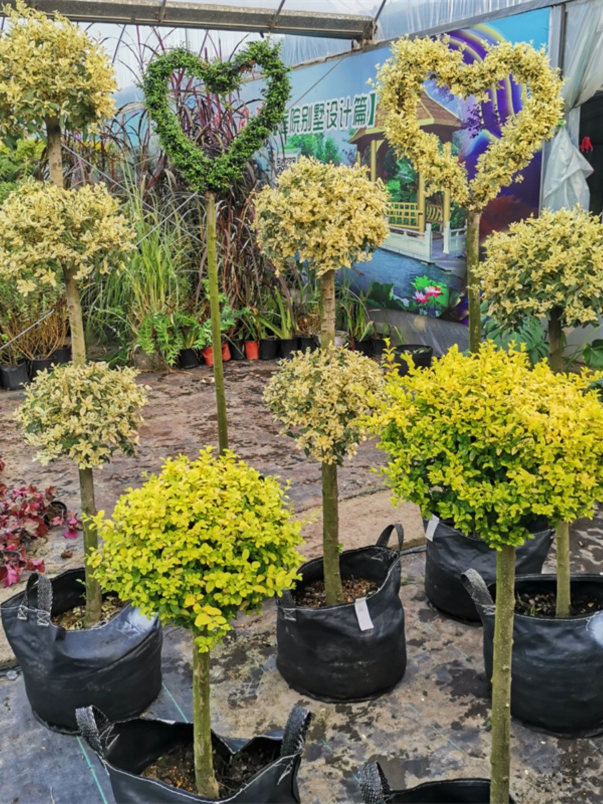 金姬小蜡棒棒糖高杆爱心步步高造型柠檬之光川滇蜡树亮金女贞盆栽