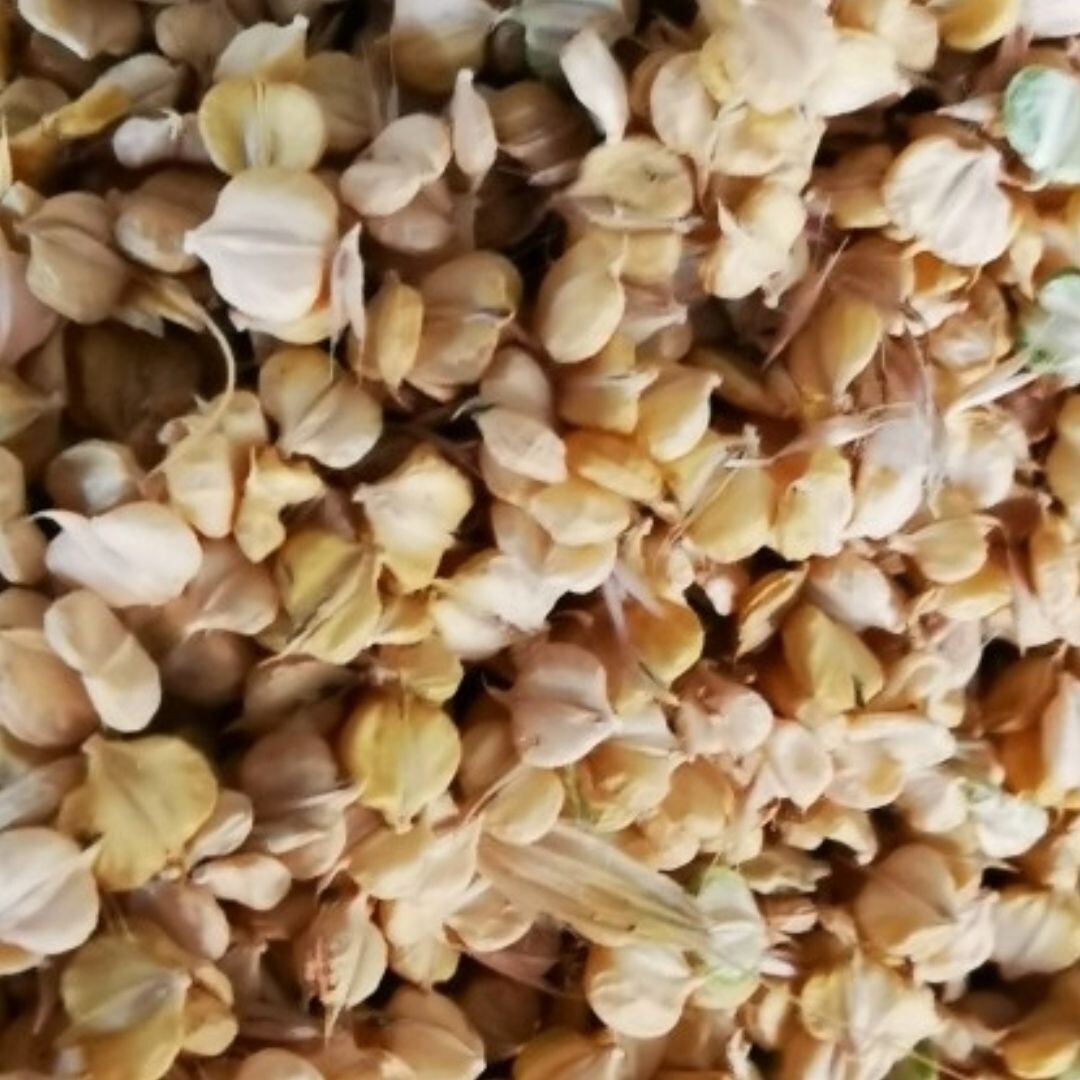 精选棒棒草籽养殖虾蟹棒头草苦梗草水草五月黄黄金籽养殖挺水水草