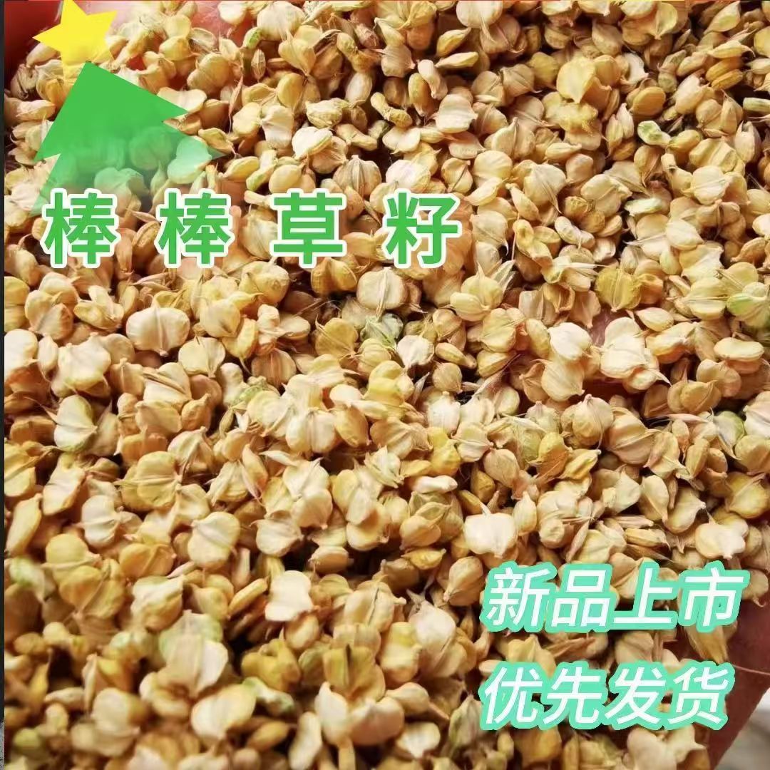 优质棒棒草籽养殖虾蟹棒头草苦梗草水草五月黄黄金籽养殖挺水水草