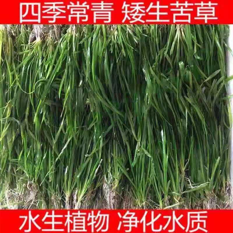 小龙虾养殖专用水草四季短叶矮生苦草苗种籽水韭菜扁担草种子鱼塘