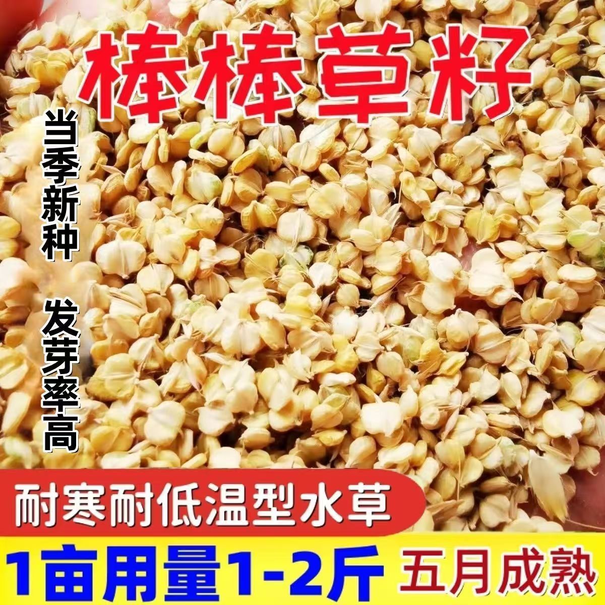 当年棒棒草子棒头草苦梗草水草五月黄黄金籽养殖挺水水草