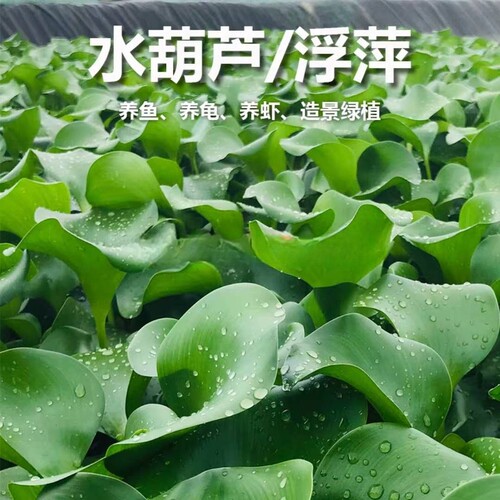 水葫芦植物四季活体幼苗种籽